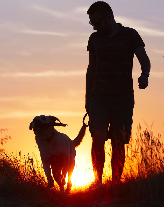 Dog and man sunset